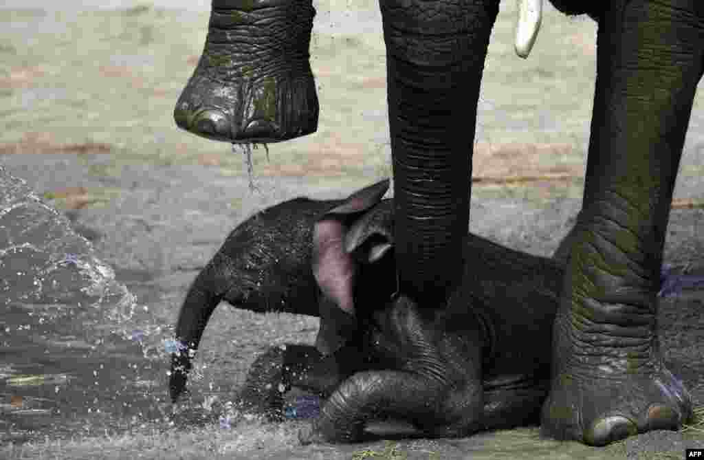 The newborn elephant calf 'Gus' lies under his mother 'Sabie' as a zookeeper showers him in the zoo of Wuppertal, Germany.
