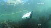 Treasure Hunt Leads to Invention of Undersea Robot
