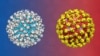 This is an artist's rendering of the antibody 2D22 neutralizing the dengue virus serotype 2. (Credit: Guntur Fibriansah / Duke-NUS Graduate Medical School Singapore)