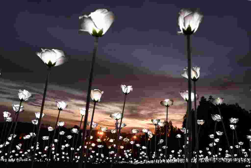 LED white roses are lit up as the sun sets at the Malaysia Agro Exposition Park in Serdang outside of Kuala Lumpur.The roses are part of an installation, "Light Sensation," aimed to promote unity and celebrate Malaysia Day.