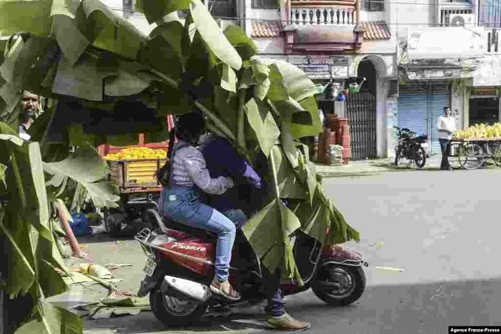 Hindu devotees carry banana leaves on their scooter to decorate their homes during Diwali celebrations at a market in Hyderabad, India.