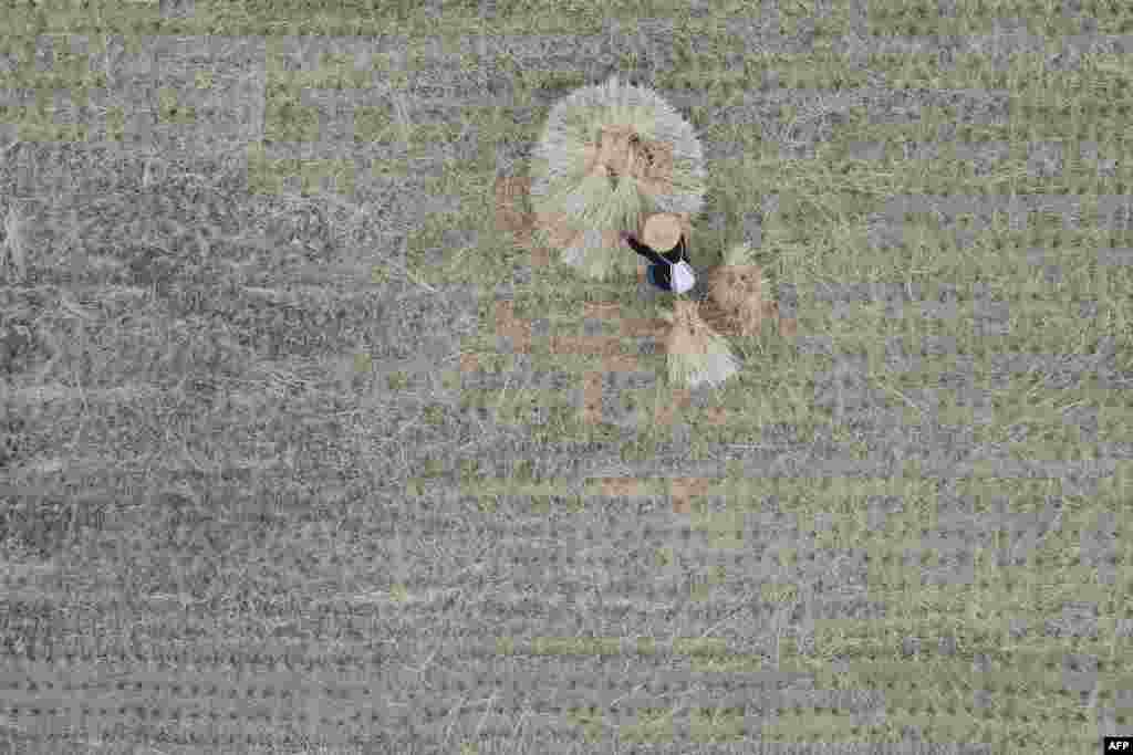 An aerial view shows a farmer sorting out straws at a rice field in Hualien County, eastern Taiwan.
