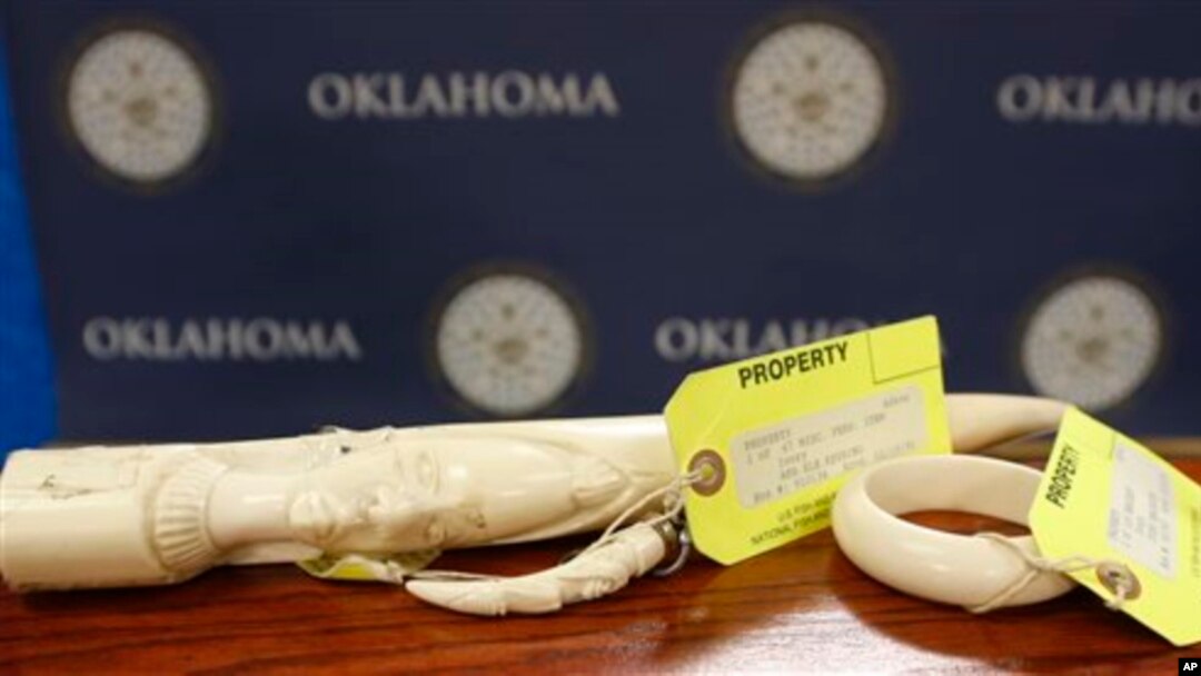 Pieces of carved ivory are on display at the state Capitol in Oklahoma City, following a news conference Tuesday, Feb. 10, 2015, held by Democratic state Rep. Mike Shelton, who is sponsoring a bill which he says bill is designed to help curb illegal poaching of wildlife in Africa. (AP Photo/Sue Ogrocki)
