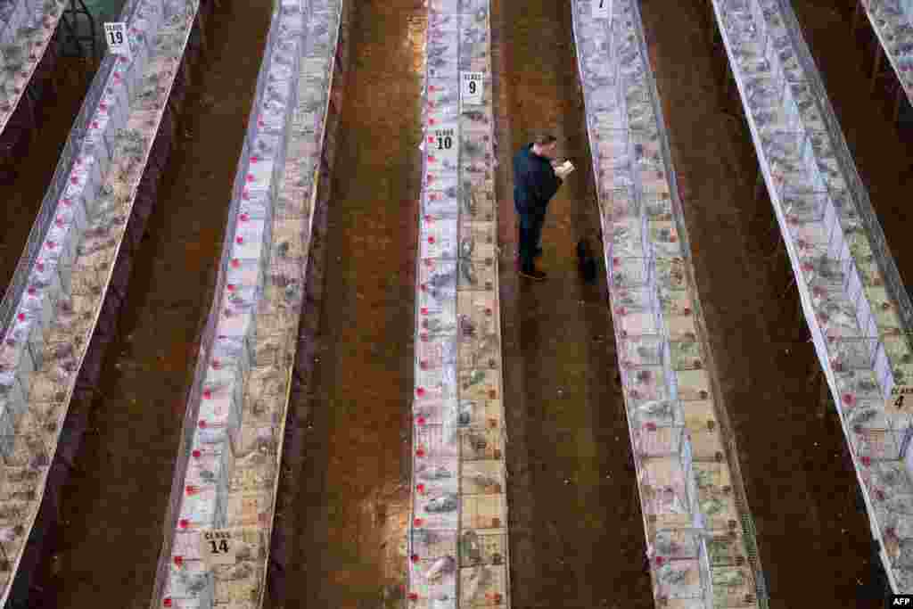 Pigeon fanciers inspect show birds in their cages at the annual two-day &#39;British Homing World Show of the Year&#39; held in the Winter Gardens in Blackpool, north west England, Jan. 20, 2019.