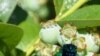 Billions of Cicadas About to Emerge in US