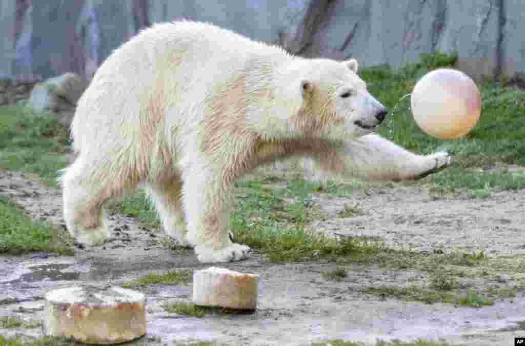 Polar bear Nanook plays with a ball as she celebrates her first birthday in the zoo in Gelsenkirchen, western Germany.
