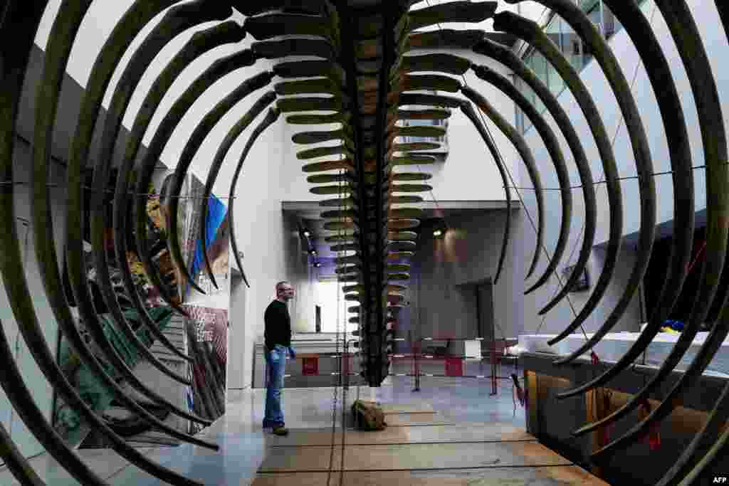 A Confluences Museum employee checks the last details on the restored skeleton of a whale in Lyon, France, ahead of its exhibition to the public.