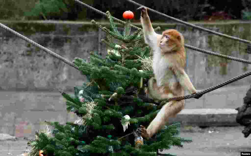 A Barbary macaques plays with a leftover Christmas tree in the Tierpark Zoo in Berlin, Germany.