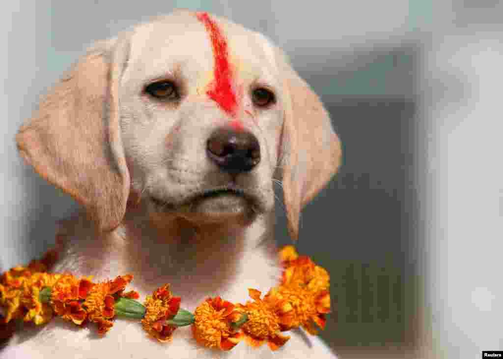 A puppy with "Sindoor" vermillion powder on its forehead and a garland is pictured during the dog festival as part of Tihar celebrations also called Diwali, in Kathmandu, Nepal.