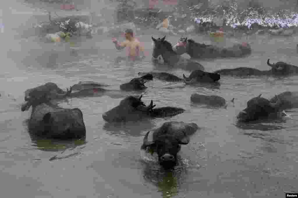 A villager escorts horses and buffalos as they bathe in a natural hot spring at a snow-covered valley in the eastern Bitlis province, Turkey, Jan. 22, 2019.
