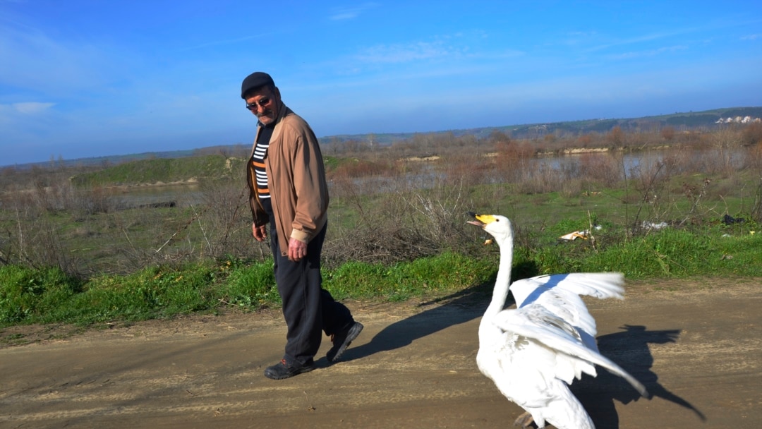 Mirzan walking with his Swan named Garip, on February 6, 2021. (AP Photo/Ergin Yildiz)