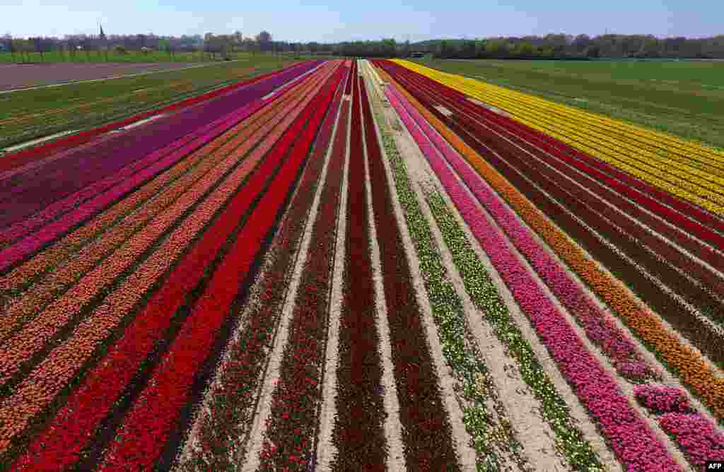 This aerial view shows a tulip field as the sun shines in Korschenbroich, Germany.