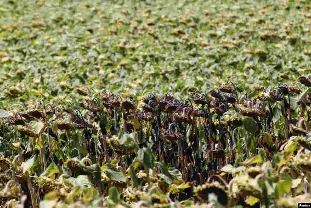 Dry sunflowers are pictured on a field near Grossengersdorf in Lower Austria province.