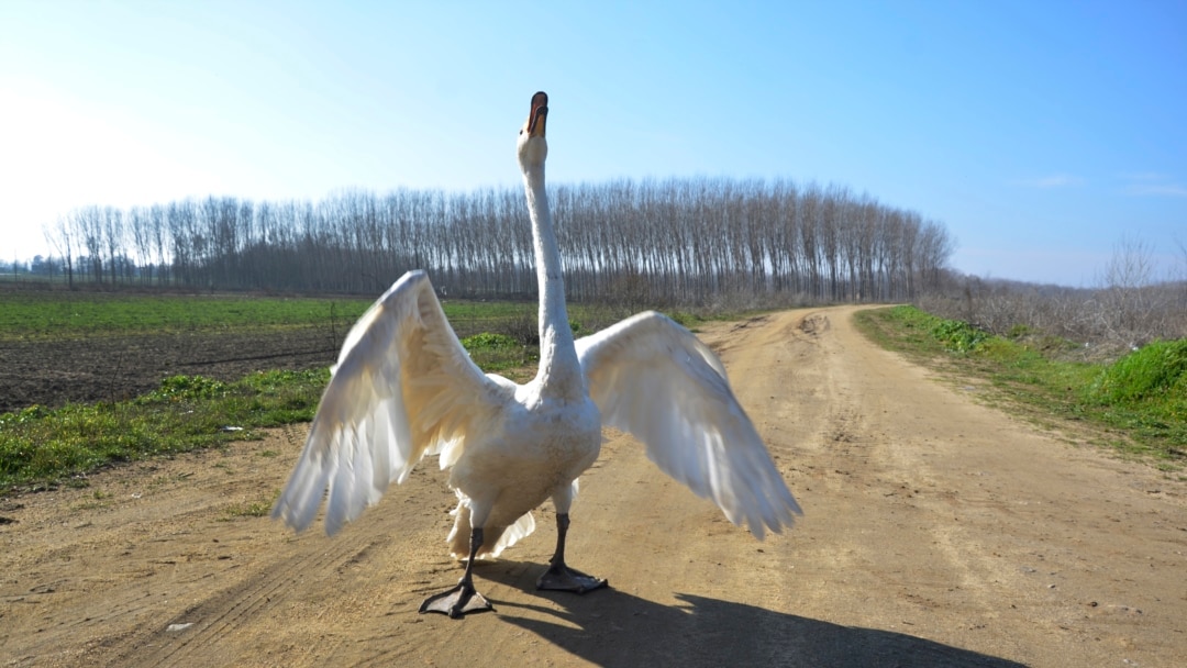 Garip is a female swan that was rescued 37 years ago by Recep Mirzan, a 63-year-old retired postman. (AP Photo/Ergin Yildiz)
