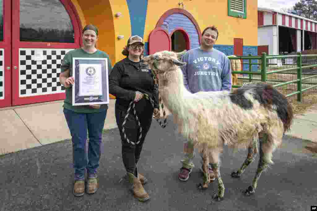 Oldest Llama