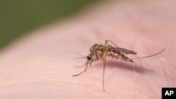 California researchers hope to slow the spread of dengue fever by creating genetically-altered mosquitoes that cannot fly.