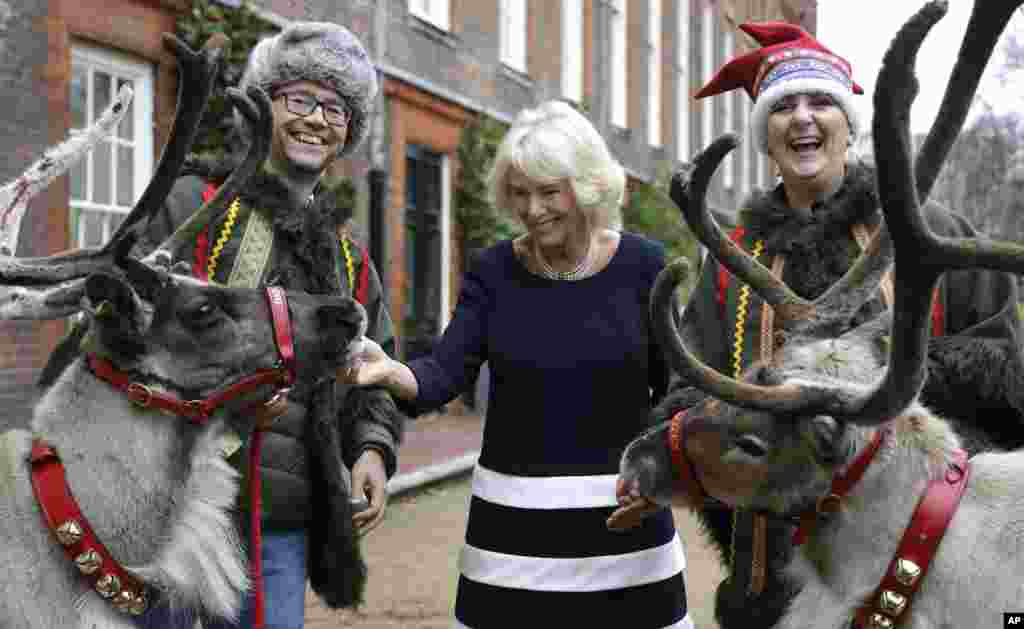 Britain's Camilla, Duchess of Cornwall meets reindeer Dancer, left, and Blitzen, right, with their handlers Karen and Jason Perrins in the gardens at Clarence House in London.