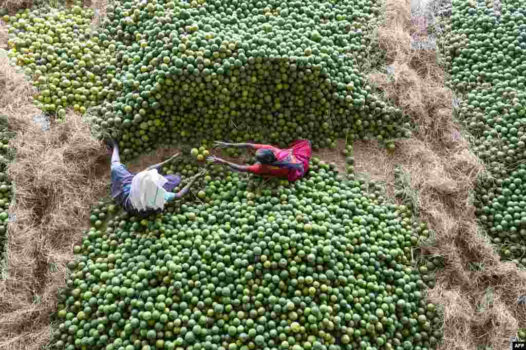 Indian laborers select 'Mosambis' fruits, also called sweet oranges, at Gaddiannaram fruit market on the outskirts of Hyderabad.