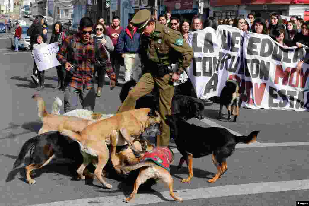 A police officer tries to separate stray dogs during a rally demanding an end to sexism and the gender violence in the education system in Valparaiso, Chile, May 16, 2018.