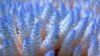 FILE - Coral is seen at the Great Barrier Reef in Australia.