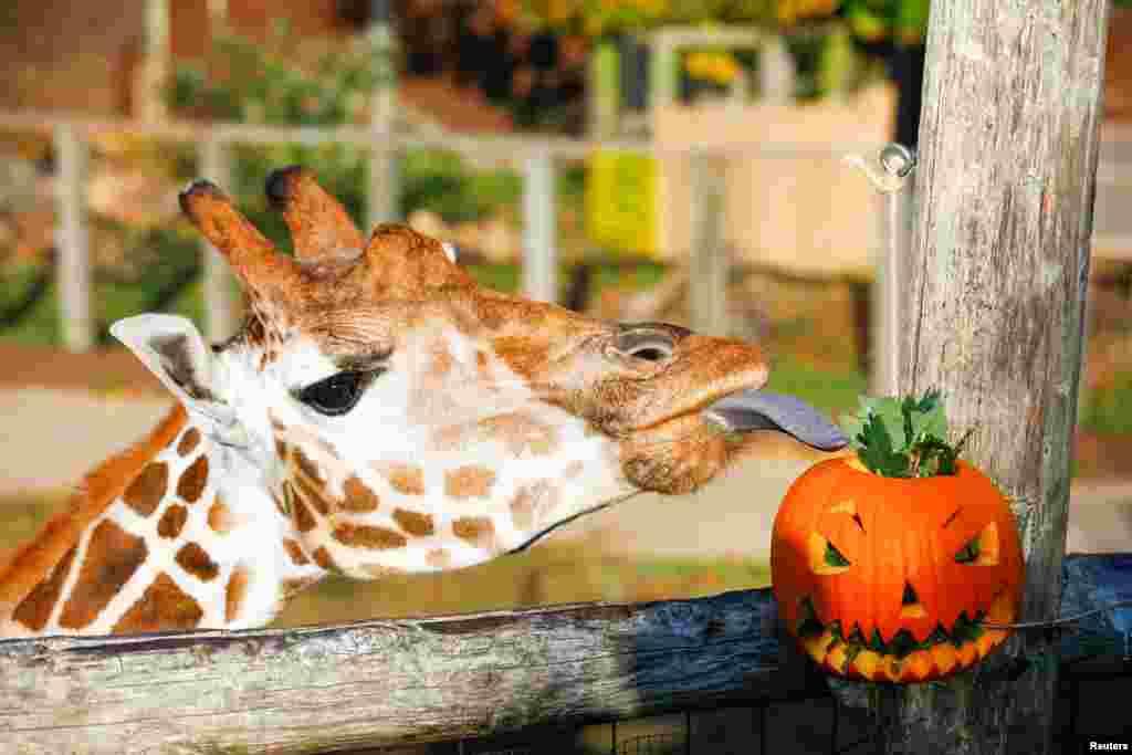 A giraffe eats a pumpkin at London Zoo in Britain.