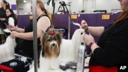 Dogs are groomed in the benching area during the 149th Westminster Kennel Club dog show, Feb. 10, 2025, in New York. 