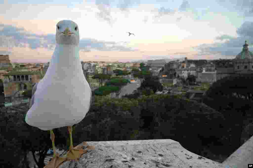 A seagull rests on a wall overlooking Rome's Via Dei Fori Imperiali Avenue with the Colosseum in background, in Italy.