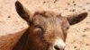 Goats are the fastest-growing segment of the livestock industry in America.