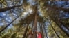 Lebanon's Christians Feel Heat of Climate Change in Sacred Forest and Valley