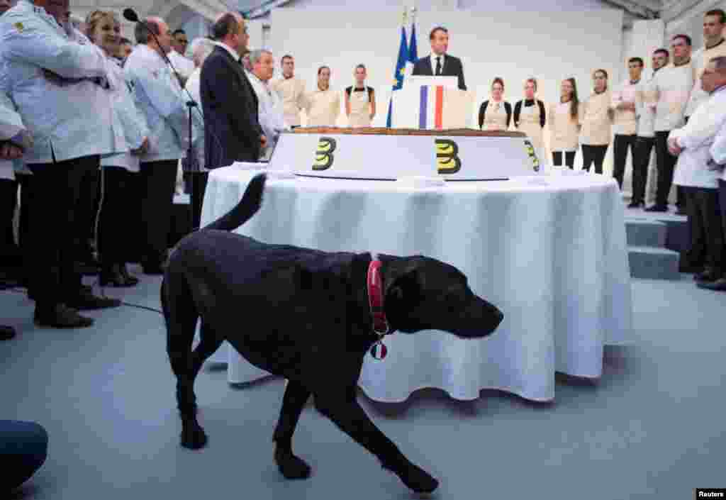 French President Emmanuel Macron's pet dog Nemo walks past a traditional epiphany cake as Macron delivers a speech during a ceremony at the Elysee palace in Paris.