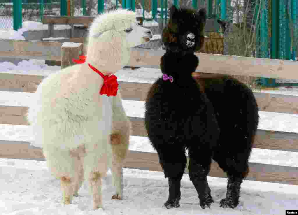 Alpacas, male Romeo (L) and female Juliette, decorated for Valentine's Day walk inside their open air enclosure at the Roev Ruchey Zoo in Krasnoyarsk, Russia.