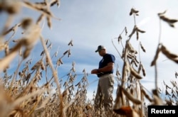 FILE - Ryan Roberts walks through a soy bean field to check if it is ready for harvest in Minooka, Illinois, Sept. 24, 2014.