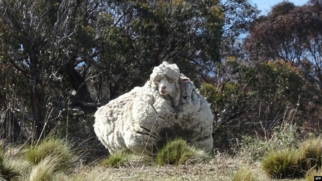 An undated handout photo obtained on September 2, 2015 from the RSPCA shows a giant woolly sheep on the outskirts of Canberra as Australian animal welfare officers put out an urgent appeal for shearers after finding the sheep. 
