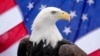 Biden firma proyecto de ley que convierte oficialmente al águila calva en ave nacional de Estados Unidos