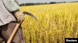FILE - A farmer holds a sickle on a rice field in Gimje, south of Seoul, Sept. 22, 2009. When Cambodian workers some to South Korea for employment, they can earn $1,200-$1,300 a month in agricultural jobs.