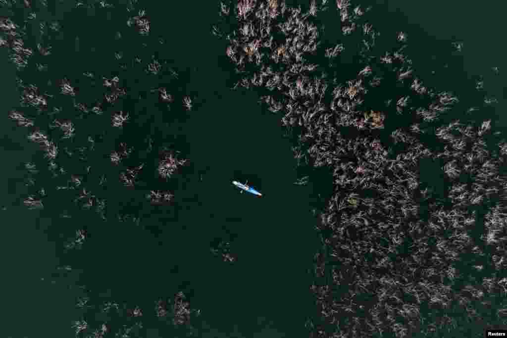A man lies down on a standup paddle board among the reeds of the Sea of Galilee, northern Israel.