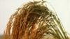 The Gulf oil spill might be the least of Louisiana rice farmers' worries right now.