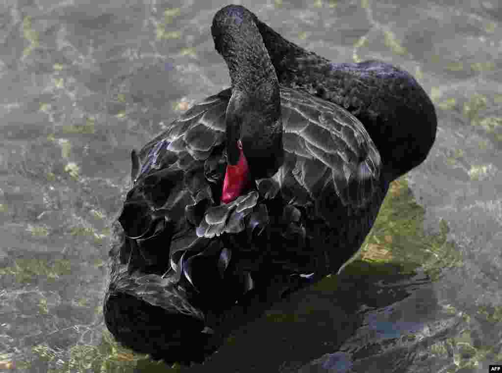 A swan preens its feathers at Melbourne's Port Phillip Bay, Australia.