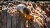 Researchers Say Climate Change Causing Arctic Spider Population Boom