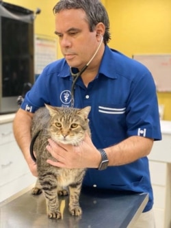Veterinarian Jose Arce examines a feline patient at his clinic in San Juan, Puerto Rico. Arce is also the president of the American Veterinary Medical Association. (Courtesy - American Veterinary Medical Association)