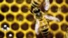 FILE - Honeybees are on display at the Vermont Beekeeping Supply booth at the annual Vermont Farm Show in Essex Junction, Vt., Jan. 28, 2014.