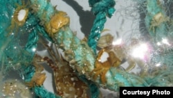 A section of plastic filament net is among the debris pulled from the open ocean. (Credit: G. Boyd, SEA Education Association)