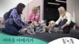 [어바웃 아메리카] 미국의 반려견