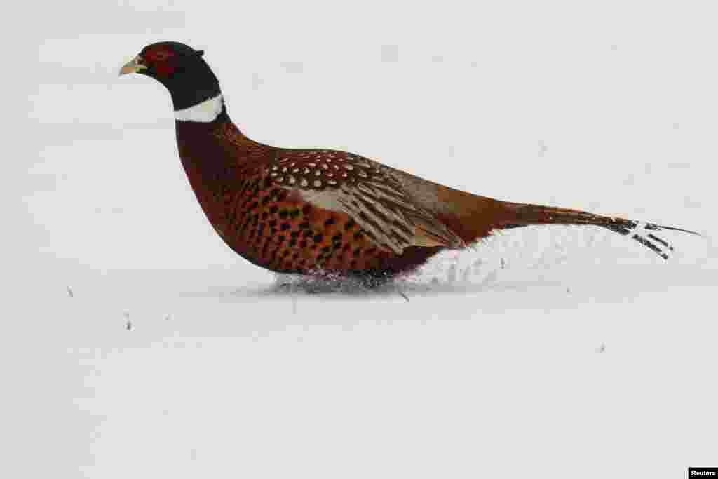 A pheasant runs in a snow-covered field in Niergnies, as winter weather hits France.