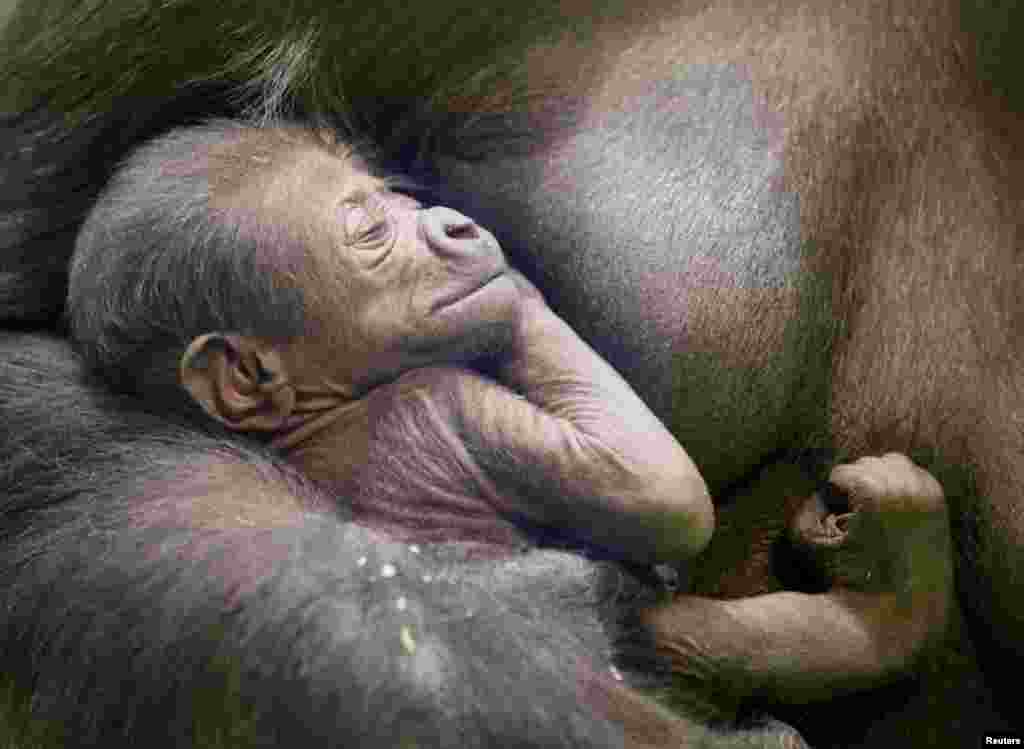 Kira, a 23-year-old western lowland gorilla, holds her newborn baby in its enclosure at the Moscow Zoo in Moscow, Russia, Nov. 21, 2018.