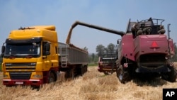 A combine harvester offloads wheat grain into a truck during a harvest at a farm in Bindura about 88 kilometres north east of the capital Harare, Monday, Oct, 10, 2022. (AP Photo/Tsvangirayi Mukwazhi)