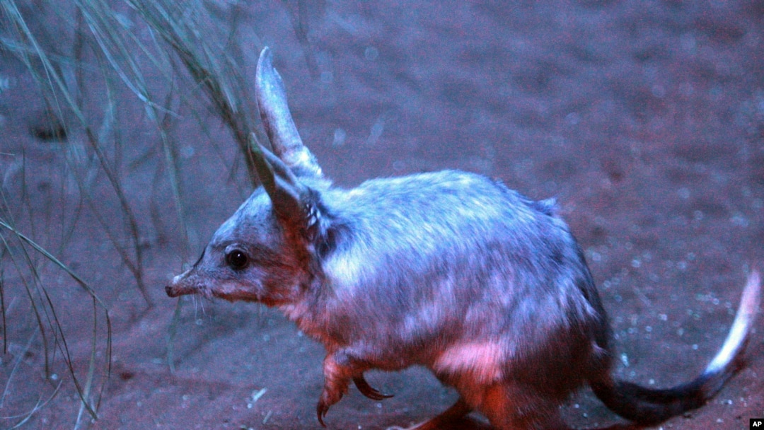 FILE - A bilby is seen grazing for food in Sydney, Australia, Sept. 11, 2009, at the Sydney Wildlife World ahead of national Bilby Day on Sept. 13, 2009. 
