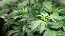 La decisión de la máxima corte brasileña de despenalizar el consumo de marihuana despierta preocupación en diferentes sectores 