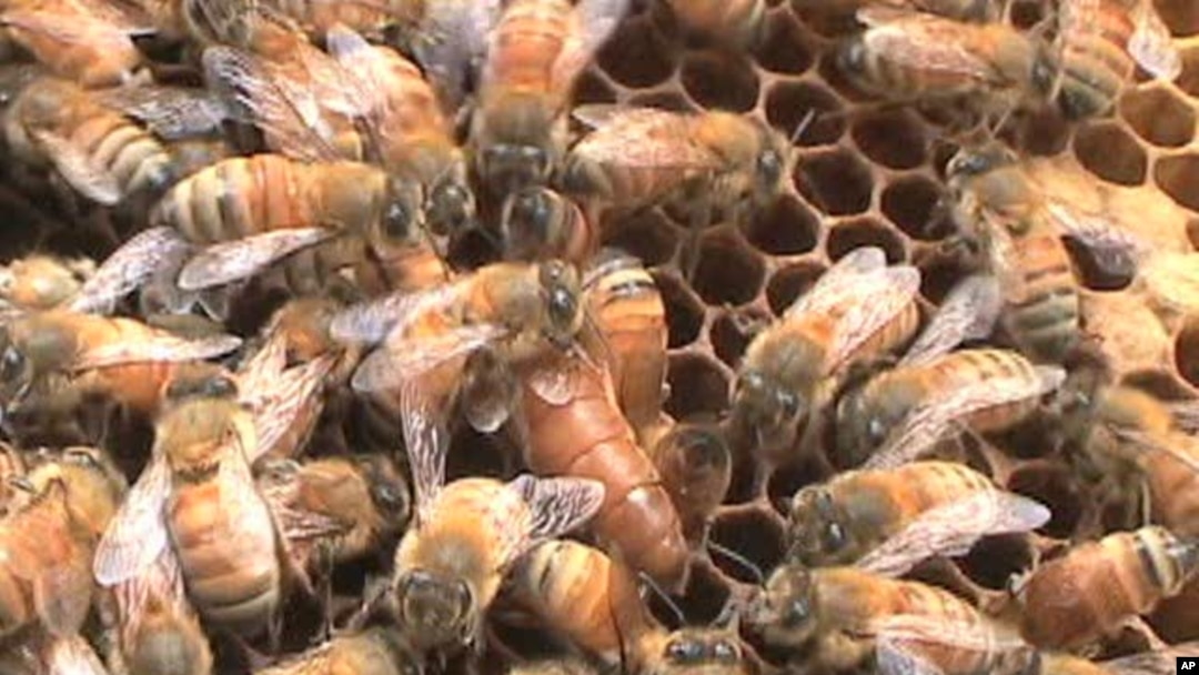 Bee Expert Honored with Tyler Environmental Prize