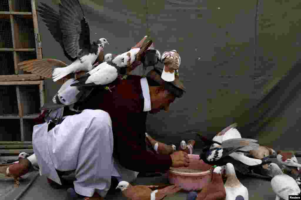 Jahnzeb, a pigeon breeder, feeds his flock on a rooftop in Peshawar, Pakistan.